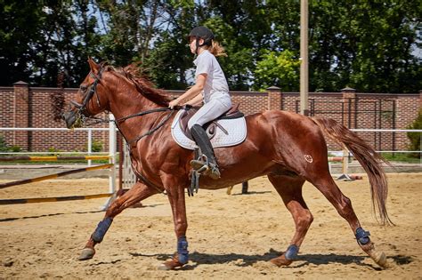 Horse Riding Equipment List (What Do You Really Need?) | Farm House Tack