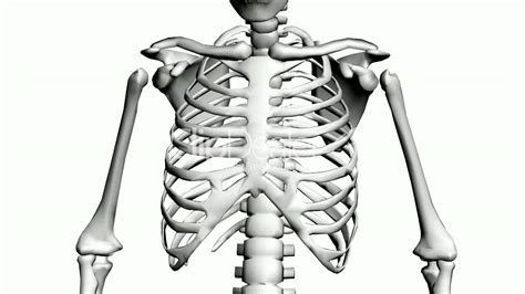 Chest Bone Anatomy Diagram