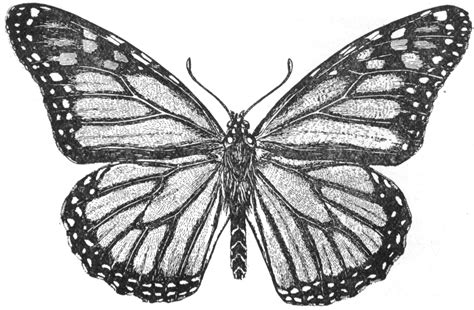 Monarch Butterfly Drawing - Cliparts.co