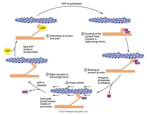 biochemistry - Mechanism of Myosin Head Bending in Cross Bridge Cycle ...