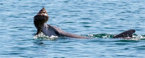 Dolphins are so smart they're learning tool-use from their friends ...