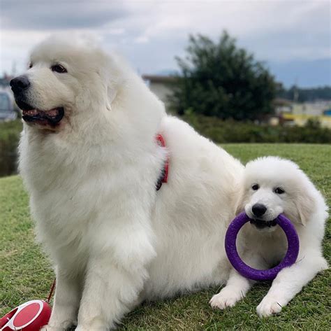 14 Big Facts About Giant Great Pyrenees Dogs | Page 2 of 4 | PetPress