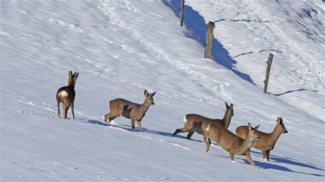 Auch Wildtiere haben ein Zuhause – Jagdschutz- und Jägerverein