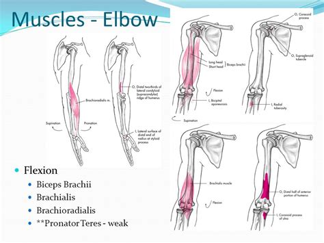 Elbow Flexion And Extension