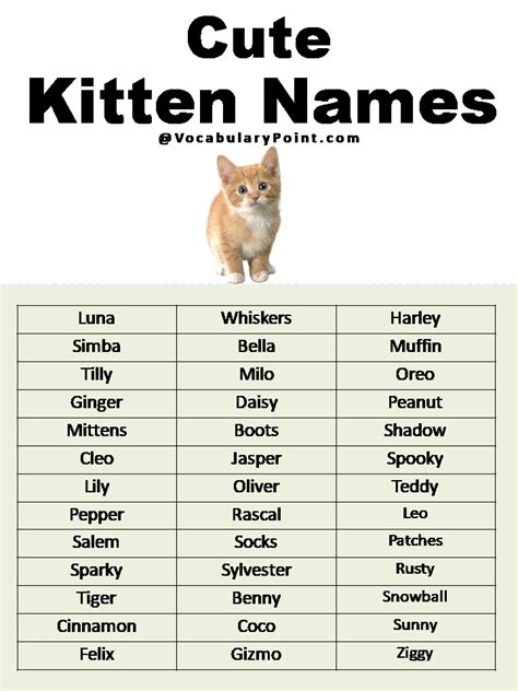 Most Popular Cute Cat Names - Vocabulary Point