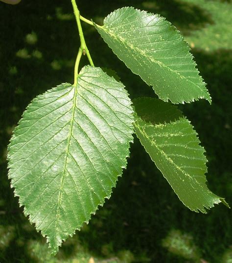 File:Huntingdon Elm leaves.jpg - Wikipedia