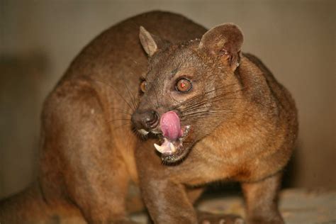 Spotlight on The Fossa of Madagascar - Reef and Rainforest Tours