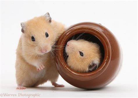 Golden Hamsters playing with a china pot photo WP28627