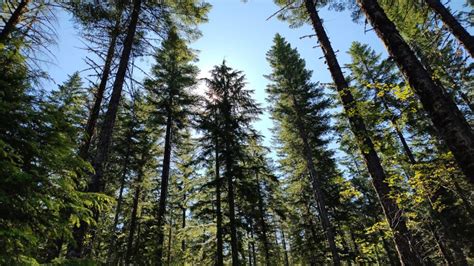 Hike with a Dendroecologist in the Willamette National Forest - Trail ...