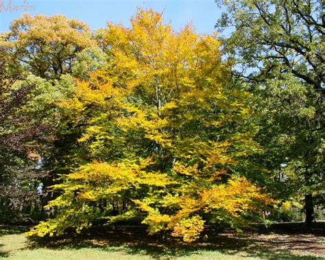 American Beech Tree - Fagus grandifolia - North American Insects & Spiders