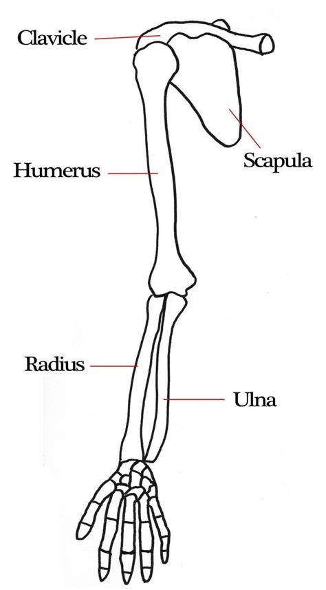 Arm Bone Diagram Labeled