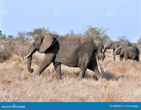 Africa Elephant stock photo. Image of herbivore, power - 33605012