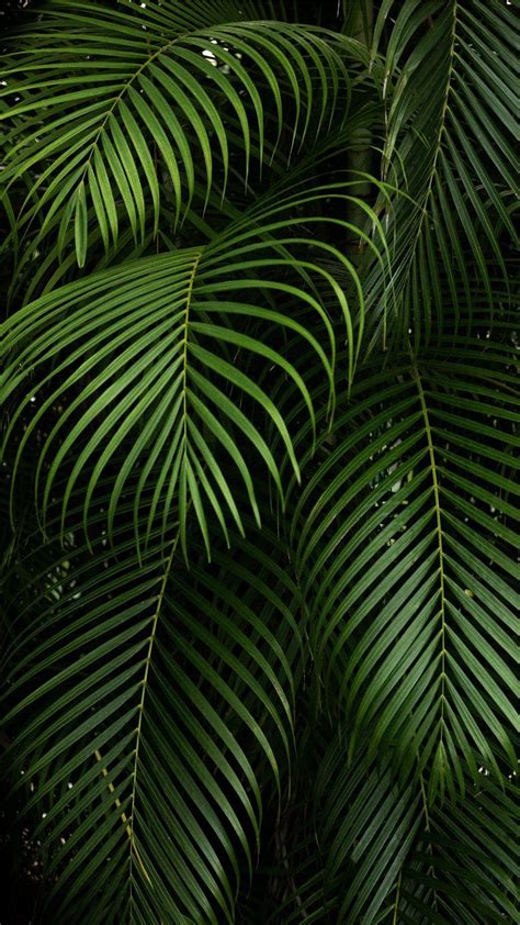 Jungle iPhone Wallpapers - Top Free Jungle iPhone Backgrounds ...