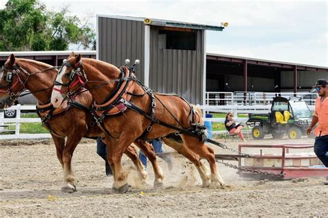 Pin on Draft Horse Pulling Competition