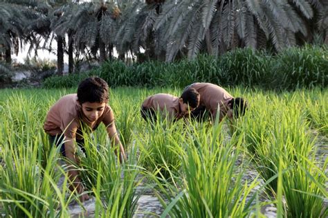 Pictures: Rice farming in Saudi Arabia | News-photos – Gulf News