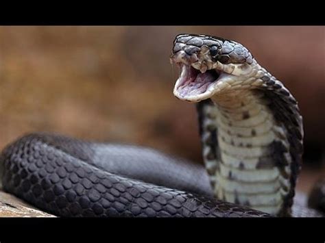 Serpiente cobra en accion atacando - YouTube