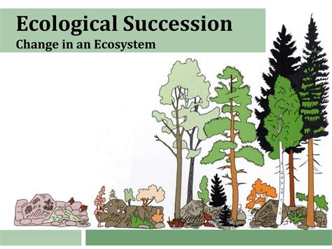 Types Of Succession Biology