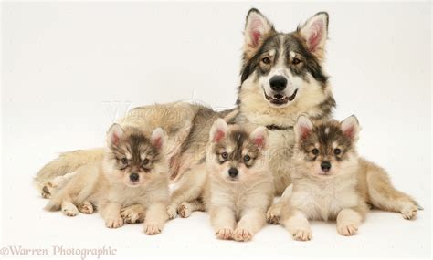 Dogs: Utonagan with puppies photo WP13117