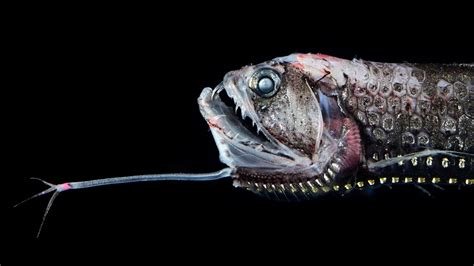 Photography: These deep-sea creatures seem out of this world - News in ...