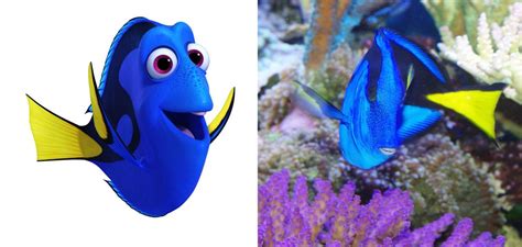 Photos: Meet 'Finding Dory' Real-Life Counterparts | Live Science