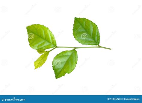 Streblus asper leaves stock photo. Image of twig, asper - 91146728