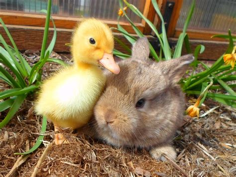 Baby bunny and duck! Pretty Animals, Super Cute Animals, Animals ...