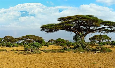 Green Sahara allowed for ancient human movement - three different times ...