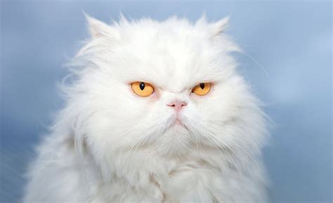 White Fluffy Cats Breeds