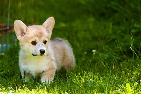 Are Corgis Good With Kids? - MyFavCorgi