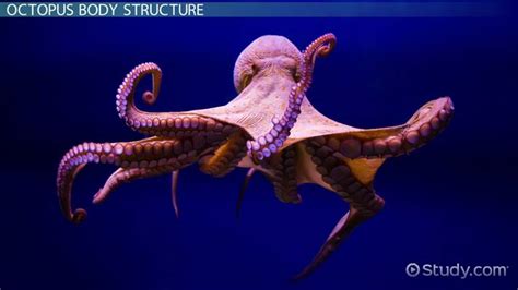 Octopus Description, Classification & Characteristics - Lesson | Study.com