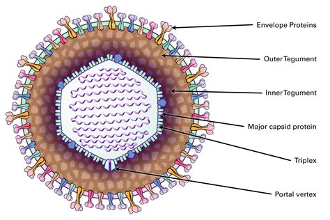 Herpesviridae (Herpes) | LSBio