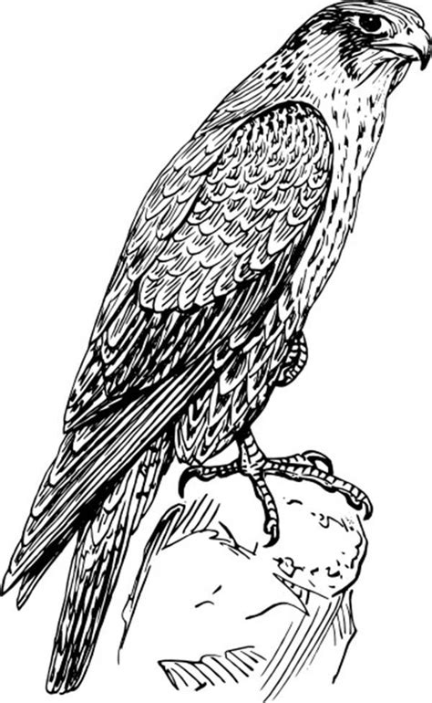 Peregrine Falcon Coloring Page Printable