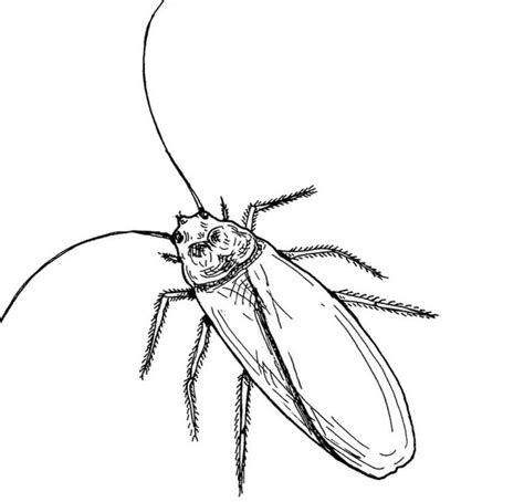 Normal Cockroach Coloring Page - Free Printable Coloring Pages for Kids