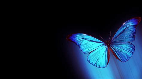 🔥 [50+] Butterfly Wallpapers for Laptop | WallpaperSafari