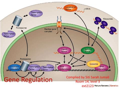 Gene Regulation