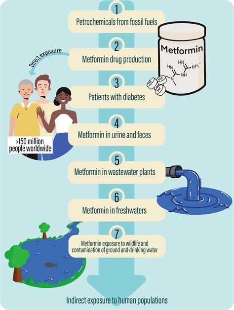 Frontiers | Hypothesis: Metformin is a potential reproductive toxicant