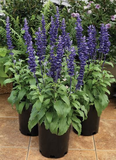 Salvia farinacea Velocity Blue | Lucas Greenhouses