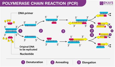 PCR -Principle, Steps, Types, Components And Applications Of PCR