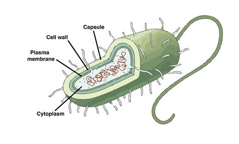 Prokaryotic Cells Labeled