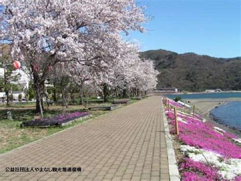 Lake Kawaguchi Cherry Blossom Festival | Japan Deluxe Tours