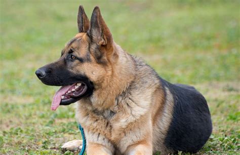 7 Guard Dog Breeds for You and Your Family’s Protection - Corinthians ...