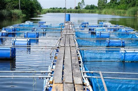 Cage fish farmers in trouble after flood in Kerala