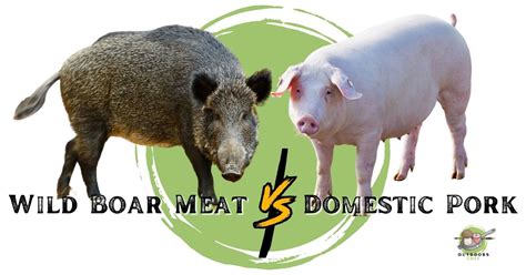 Wild Boar Meat Vs Domestic Pork - OutdoorsChef