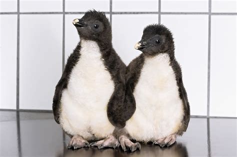 Eleven Adorable Fluffy Rockhopper Penguin Chicks Squeak With Excitement ...