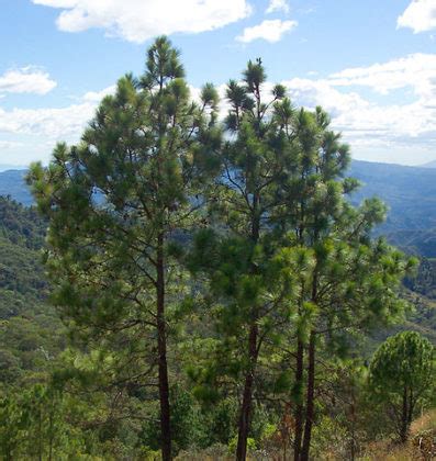 Pinus oocarpa: características, hábitat, usos y cultivo