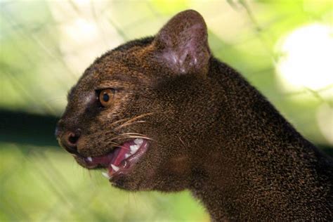 Photos of Wild Cat Jaguarundi (30 pics)