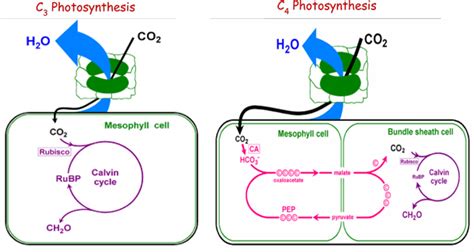 A schematic diagram of C3 and C4 photosynthesis. | Download Scientific ...