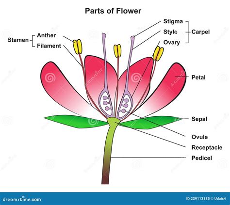 Parts of Flower Infographic Diagram Anatomy of Plant Stock Vector ...