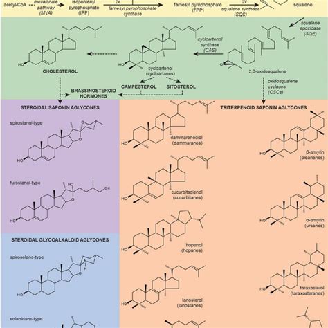 Overview of chemical structures of triterpenoids and saponins with ...