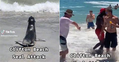 Seal Attacks Peeps on Cape Town Beach, SA Picks Sides as Men Wrestle ...